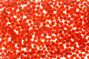 Countless red currant berries backlit on a white background.
