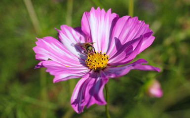 Bee on flower petals.  Bee collecting pollen on Cosmea pistil. 