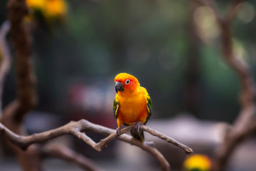 Parrot on the wood in the zoo Thailand