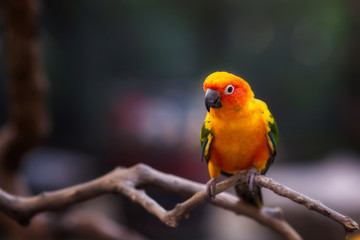 Fototapeta na wymiar Parrot on the wood in the zoo Thailand