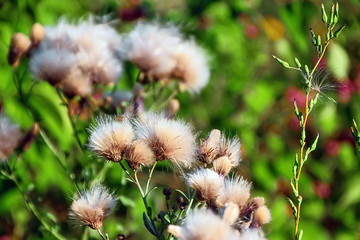 скоро осень