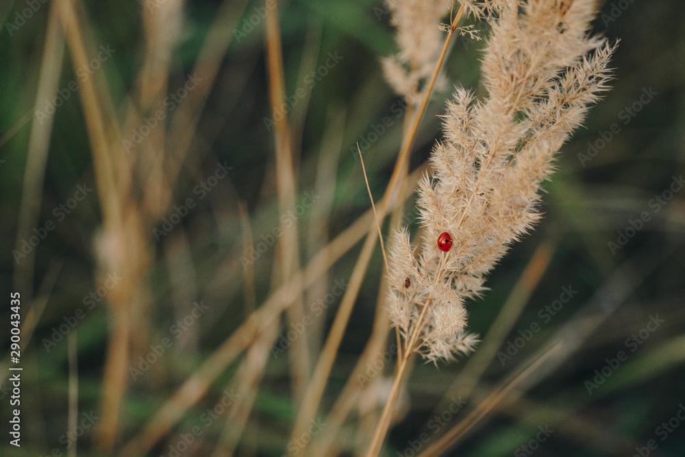 Wall mural Autumn withered grass closeup with blurred background