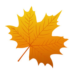 Autumn maple leaf on a white background
