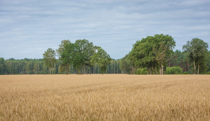 Yellow grain in cloudy day ready for harvest growing in a farm field