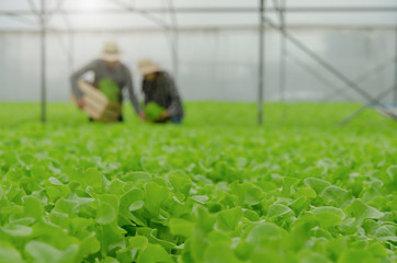 focus organic hydroponic vegetables produce in greenhouse garden nursery farm with couple farmer harvesting fresh green oak lettuce salad in background, agriculture business and healthy food concept
