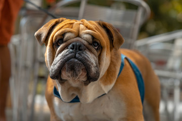 Obraz premium English bulldog at Spanish old city looking straight at camera and viewer.