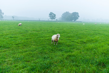 Fototapeta premium 羊