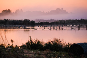 Wild goose at sunrise