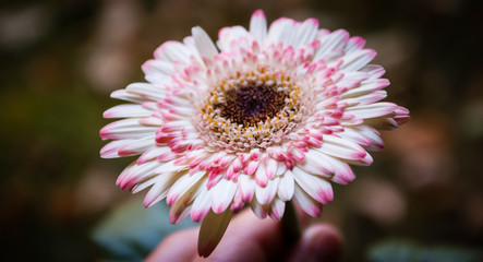 Hand holding beautiful pink white gerbera flower.  Selective focus. 