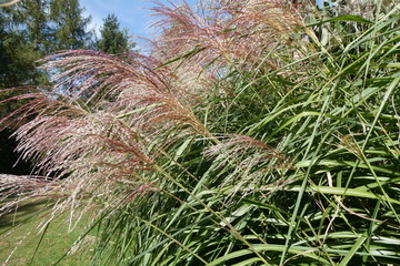 Silver Grass