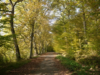 Fototapeta premium Waldimpressionen