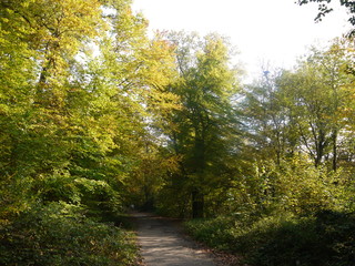 Waldimpressionen