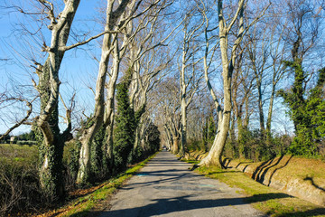 Sycamore Alley in Avignon on a winter sunny day.