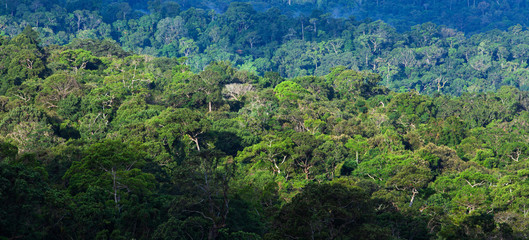 Aerial view of primeval tropical forest in the morning.