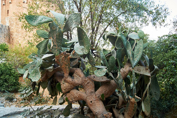 green cactus with needles growing in the city