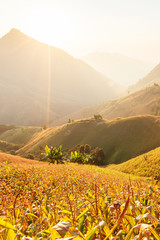 Landscape of corn terraces at sunset.