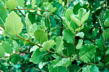 Bay leaf on a Laurel tree. Plant in its natural environment