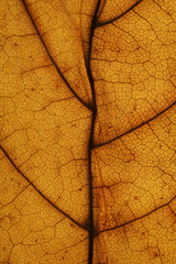 Obraz premium Autumn yellow maple leaf texture