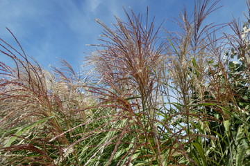 Silver Grass