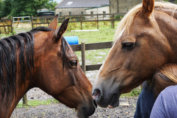Fototapeta premium Horse