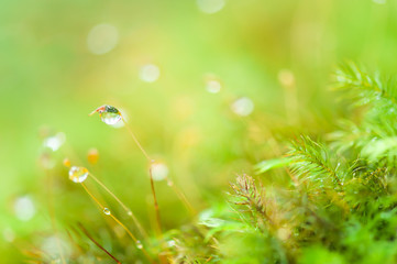Pure raindrops on green moss.