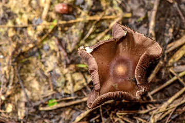 The mushrooms seen in the field