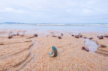 Dead green mussel shell on the beach unclean sand stone with blurred ocean background