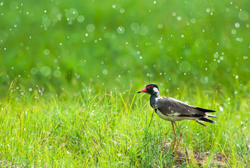Red-wattled Lapwing enjoy bathing in the rain.