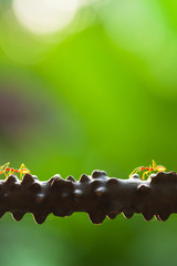 Weaver ants walking on the vine at sunset.