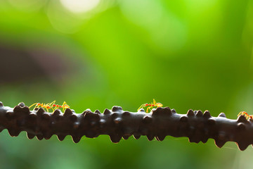 Weaver ants walking on the vine at sunset.