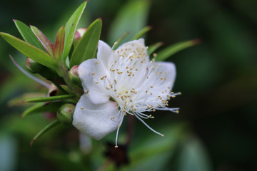 white small flower, myrtle
