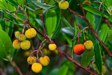 Fruit of the strawberry tree from Mljet