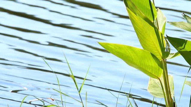 Close up leaves near the river  in  Chiangmai  Thailand