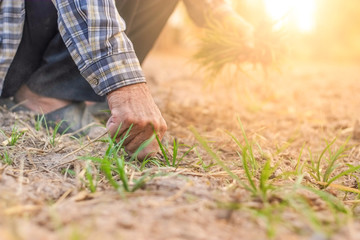 Farmer's hand is pulling the grass in the plot before planting with orange light close-up.
