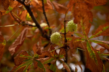 Chestnuts leaves in autumn on the sky background