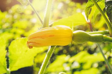 Green plant with unripe squash and yellow blossoms in garden