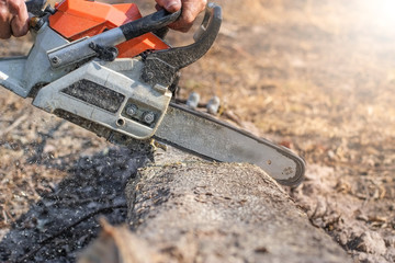 Hand of woodcutter is using a chainsaw to cut the trunk of tree.