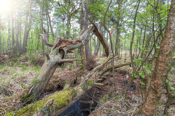 Totholz im Naturschutzgebiet Ribnitzer Moor