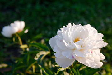 white peony bud in the sun on a background of foliage