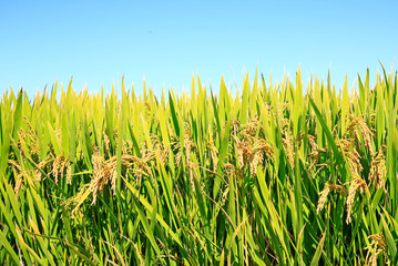 Fototapeta premium Ripe rice, in the paddy fields