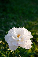 white peony bud in the sun on a background of foliage