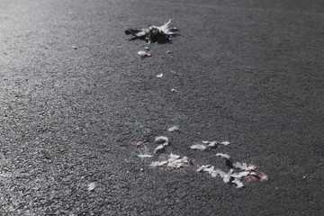 Parts of dead dove lying on the pavement. Pigeon killed by a car. Bird's blood and feathers smashed on the asphalt.