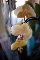  orchid flowers on blurry background