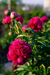 pink peony in the sun on a background of leaves