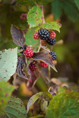 Close-up photo of blackberries. Organic, healthy nutrition, food.