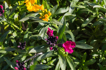 Fleurs d'automne en gros plan