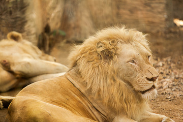 two white lions are sleeping