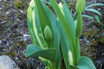 Fleurs d'automne en gros plan
