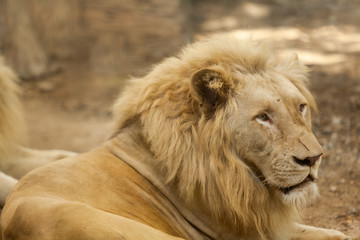 Portrait of a white lion from the zoo