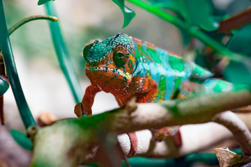 Adult male Chameleon on a branch. Close-up, photographed against the background of the jungle. Color changer reptile animal chamaeleo